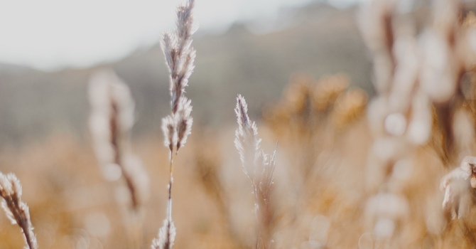 Virtual/ Online Counselling